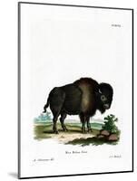 American Bison-null-Mounted Giclee Print