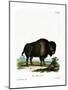 American Bison-null-Mounted Giclee Print