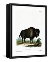 American Bison-null-Framed Stretched Canvas