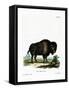 American Bison-null-Framed Stretched Canvas