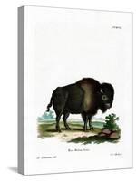 American Bison-null-Stretched Canvas