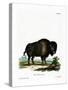 American Bison-null-Stretched Canvas