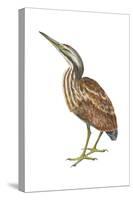 American Bittern (Botaurus Lentiginosus), Birds-Encyclopaedia Britannica-Stretched Canvas