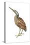 American Bittern (Botaurus Lentiginosus), Birds-Encyclopaedia Britannica-Stretched Canvas