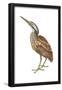 American Bittern (Botaurus Lentiginosus), Birds-Encyclopaedia Britannica-Framed Poster