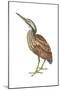 American Bittern (Botaurus Lentiginosus), Birds-Encyclopaedia Britannica-Mounted Poster