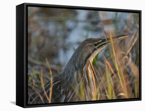 American Bittern, Viera Wetlands, Florida, Usa-Maresa Pryor-Framed Stretched Canvas