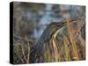 American Bittern, Viera Wetlands, Florida, Usa-Maresa Pryor-Stretched Canvas