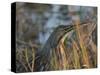 American Bittern, Viera Wetlands, Florida, Usa-Maresa Pryor-Stretched Canvas