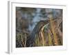 American Bittern, Viera Wetlands, Florida, Usa-Maresa Pryor-Framed Photographic Print