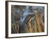 American Bittern, Viera Wetlands, Florida, Usa-Maresa Pryor-Framed Photographic Print