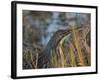 American Bittern, Viera Wetlands, Florida, Usa-Maresa Pryor-Framed Photographic Print