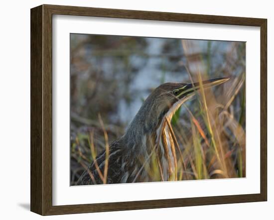 American Bittern, Viera Wetlands, Florida, Usa-Maresa Pryor-Framed Photographic Print