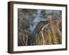 American Bittern, Viera Wetlands, Florida, Usa-Maresa Pryor-Framed Photographic Print