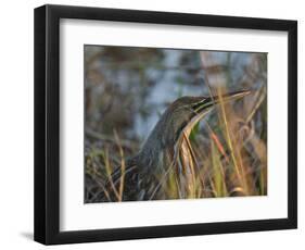 American Bittern, Viera Wetlands, Florida, Usa-Maresa Pryor-Framed Photographic Print