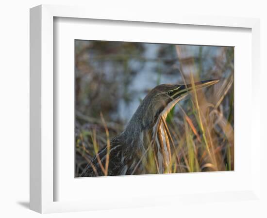 American Bittern, Viera Wetlands, Florida, Usa-Maresa Pryor-Framed Photographic Print