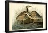 American Bittern-null-Framed Poster