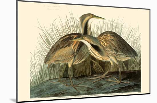 American Bittern-null-Mounted Poster