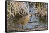 American Bittern-Gary Carter-Framed Stretched Canvas