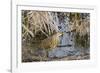 American Bittern-Gary Carter-Framed Photographic Print