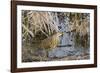 American Bittern-Gary Carter-Framed Photographic Print