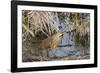 American Bittern-Gary Carter-Framed Photographic Print