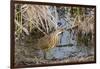 American Bittern-Gary Carter-Framed Photographic Print