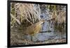 American Bittern-Gary Carter-Framed Photographic Print