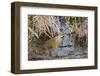 American Bittern-Gary Carter-Framed Photographic Print