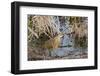 American Bittern-Gary Carter-Framed Photographic Print