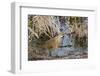 American Bittern-Gary Carter-Framed Photographic Print