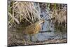 American Bittern-Gary Carter-Mounted Photographic Print