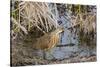 American Bittern-Gary Carter-Stretched Canvas