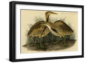 American Bittern-John James Audubon-Framed Art Print