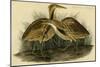 American Bittern-John James Audubon-Mounted Art Print