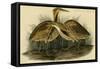 American Bittern-John James Audubon-Framed Stretched Canvas