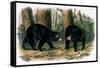 American Black Bear, 1844-John Woodhouse Audubon-Framed Stretched Canvas