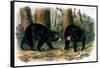 American Black Bear, 1844-John Woodhouse Audubon-Framed Stretched Canvas