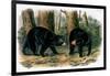 American Black Bear, 1844-John Woodhouse Audubon-Framed Giclee Print