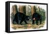 American Black Bear, 1844-John Woodhouse Audubon-Framed Stretched Canvas