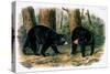 American Black Bear, 1844-John Woodhouse Audubon-Stretched Canvas