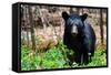 American Black Bear in Shenandoah National Park, Virginia-Orhan-Framed Stretched Canvas