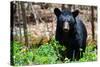 American Black Bear in Shenandoah National Park, Virginia-Orhan-Stretched Canvas