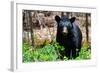 American Black Bear in Shenandoah National Park, Virginia-Orhan-Framed Photographic Print