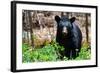 American Black Bear in Shenandoah National Park, Virginia-Orhan-Framed Photographic Print