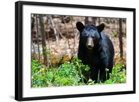 American Black Bear in Shenandoah National Park, Virginia-Orhan-Framed Photographic Print