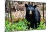 American Black Bear in Shenandoah National Park, Virginia-Orhan-Mounted Photographic Print