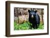 American Black Bear in Shenandoah National Park, Virginia-Orhan-Framed Photographic Print