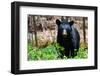 American Black Bear in Shenandoah National Park, Virginia-Orhan-Framed Photographic Print