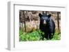 American Black Bear in Shenandoah National Park, Virginia-Orhan-Framed Photographic Print